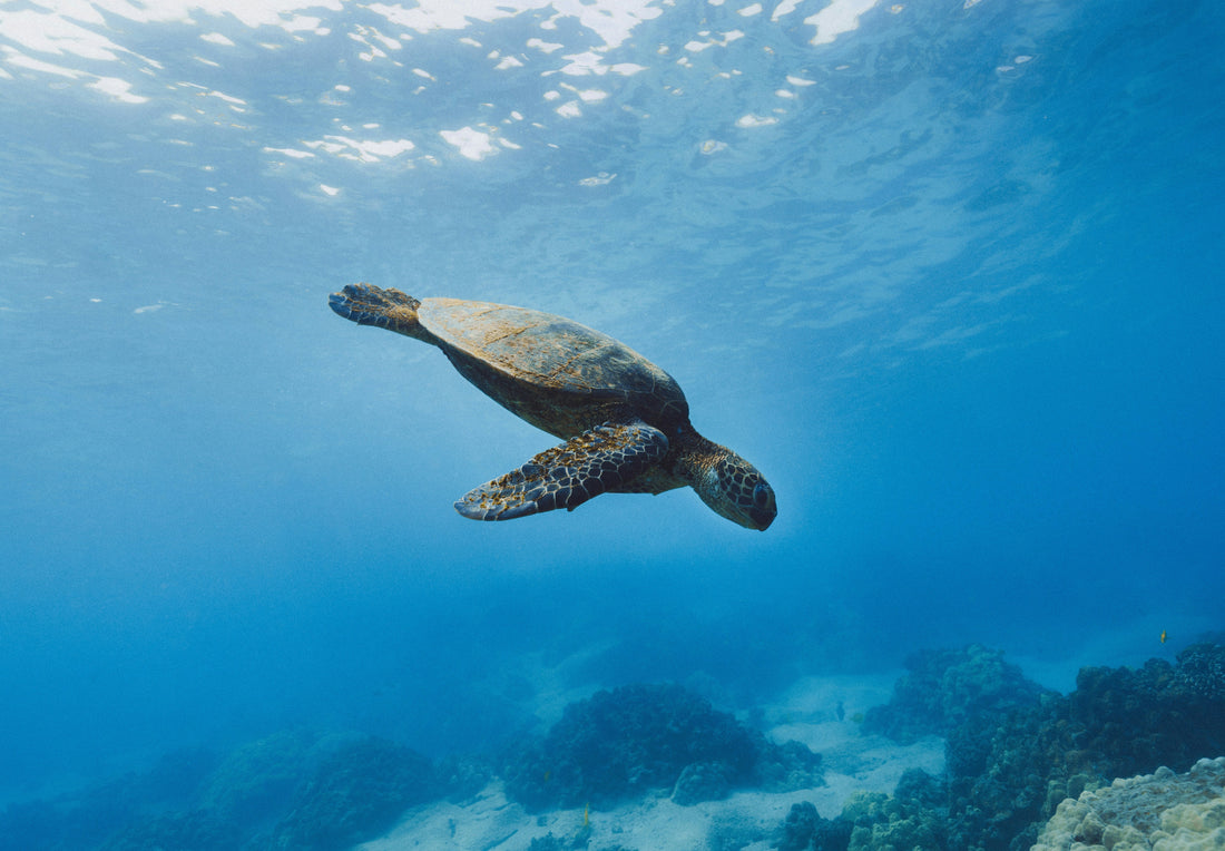 Snorkelen Tenerife